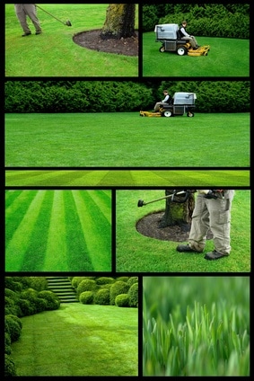 turf management